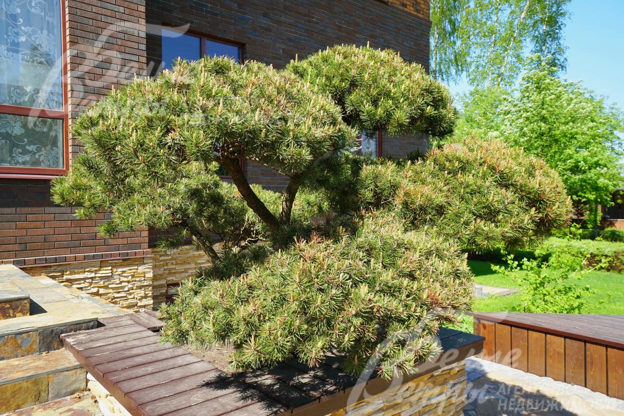 На участке взрослые деревья и кустарники