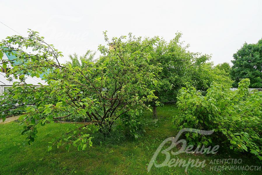 На участке множество плодовых и лесных деревьев, кустарники