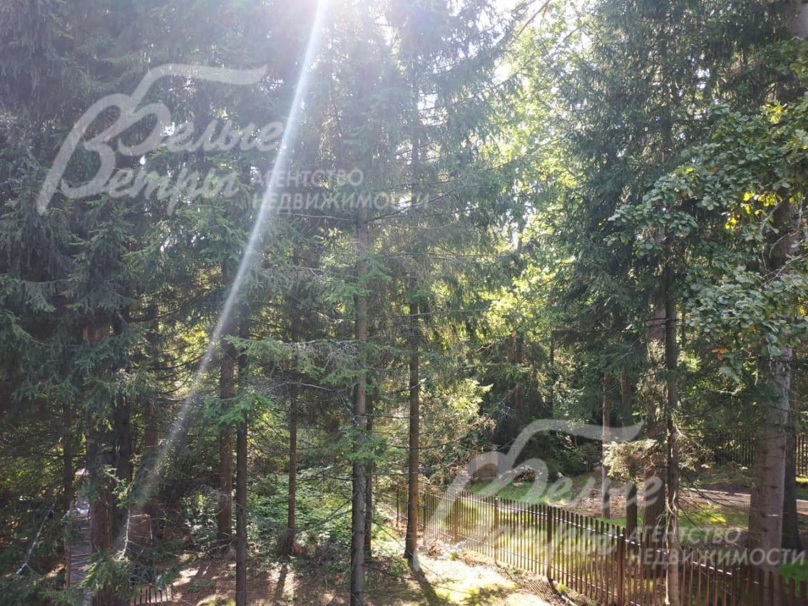 Вековой лес