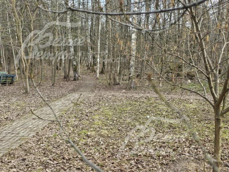 Лес с прогулочной зоной