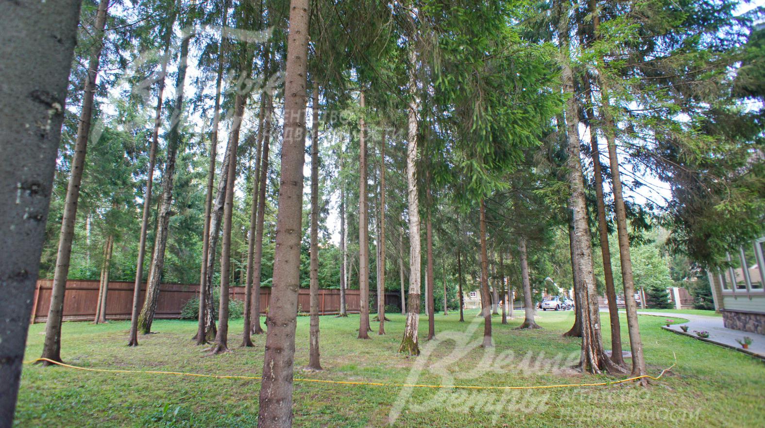 Поселок Серебряный век расположен в хвойном лесу