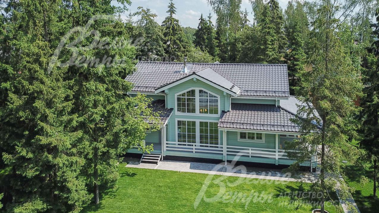 Лесной участок с множеством взрослых елей и орешника