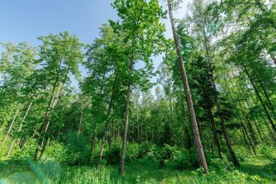 Участок, Романцево, 400 сот