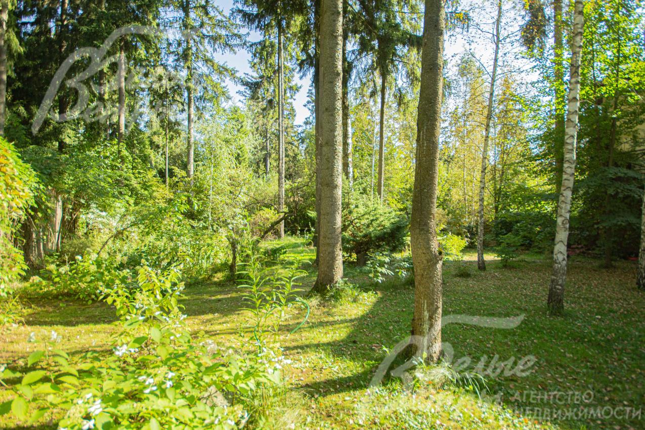 Участок, с сохраненными взрослыми лесными деревьями.