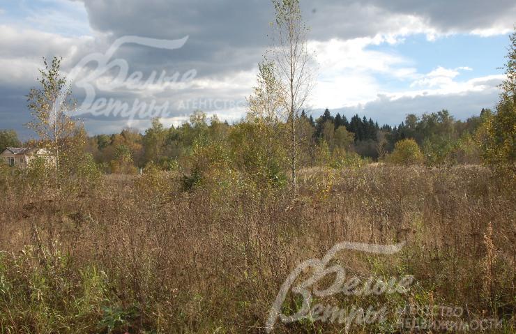 На участке множество лесных деревьев