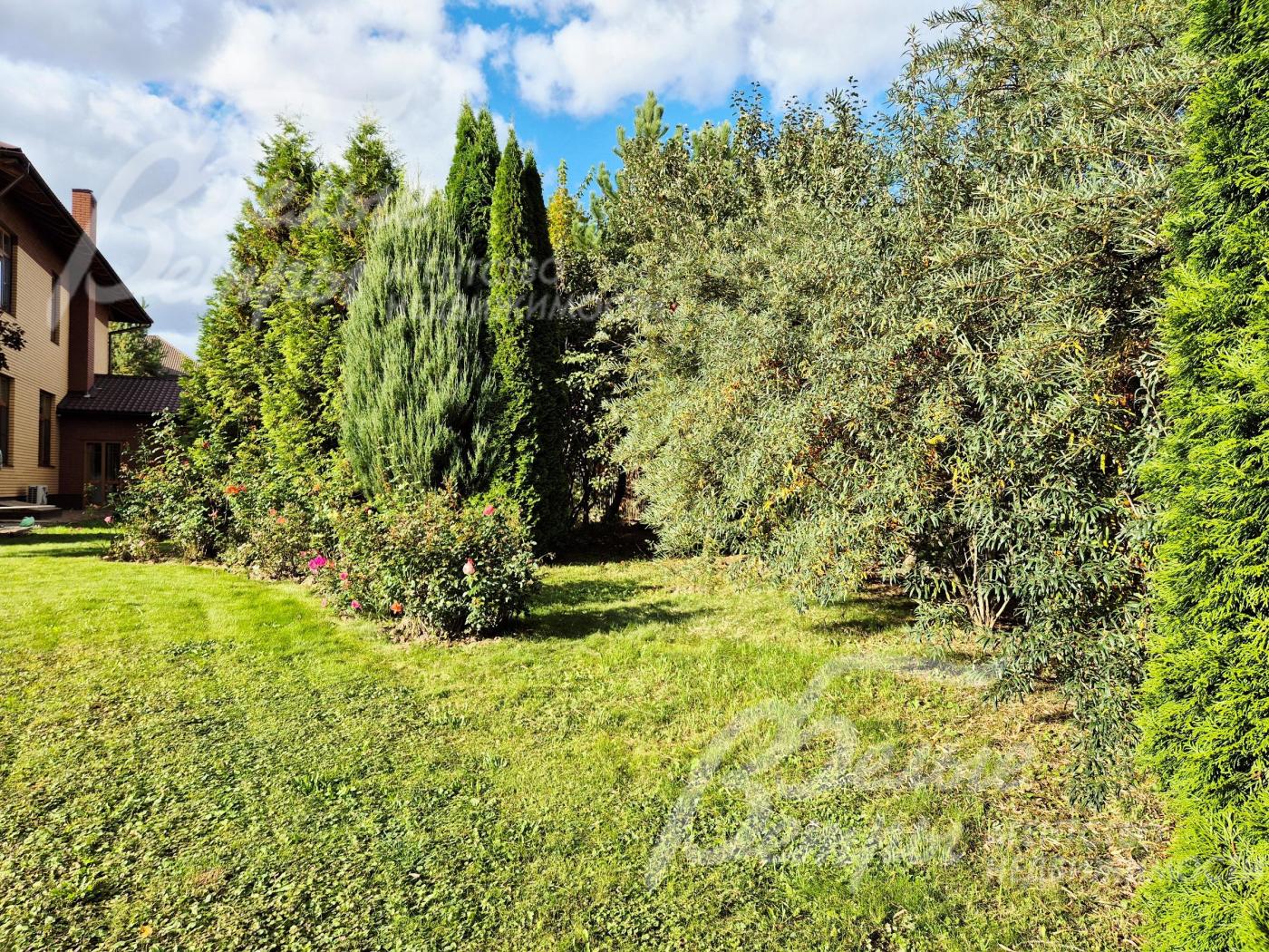 Плодовые деревья на участке.