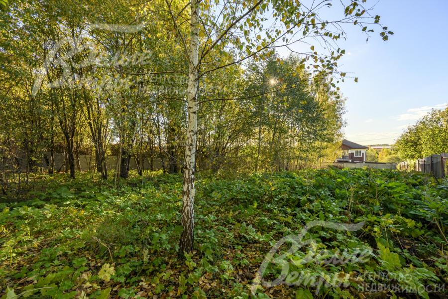 На зеленом участке молодые деревья и кустарники