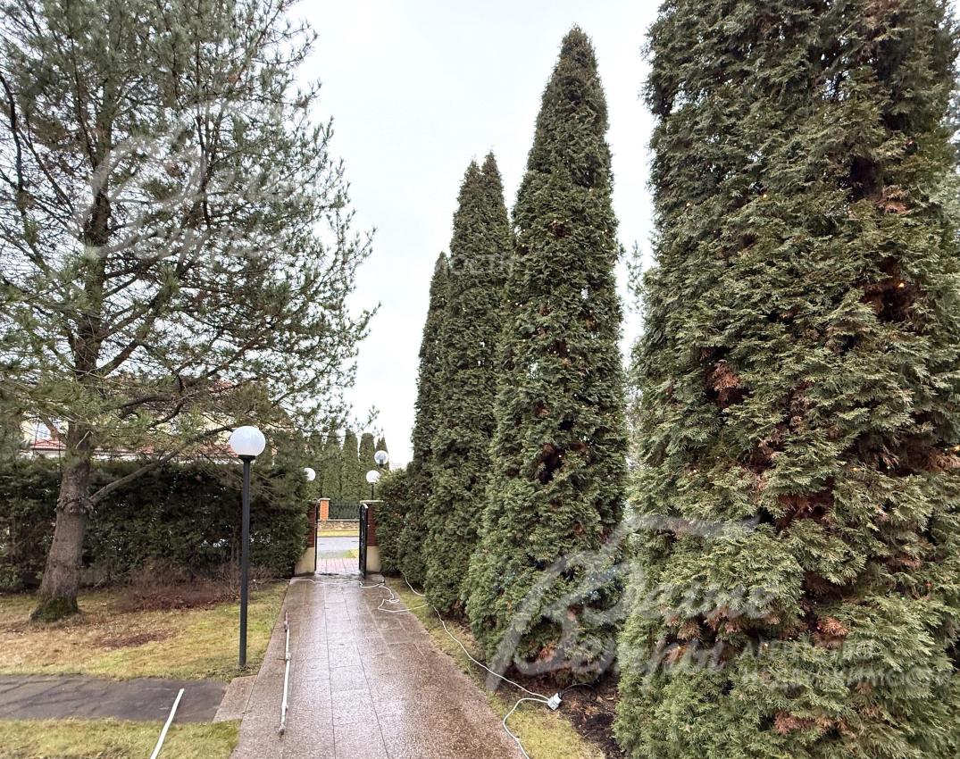 Участок - с эффектным оформлением периметра десятиметровыми ухоженными соснами (высажено около 90 сосен)