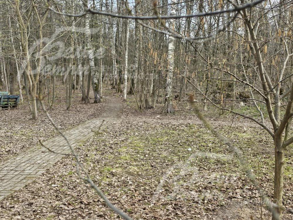 Лес с прогулочной зоной