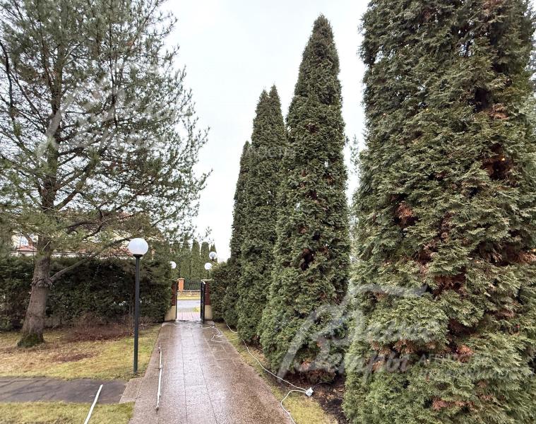 Участок - с эффектным оформлением периметра десятиметровыми ухоженными соснами (высажено около 90 сосен)