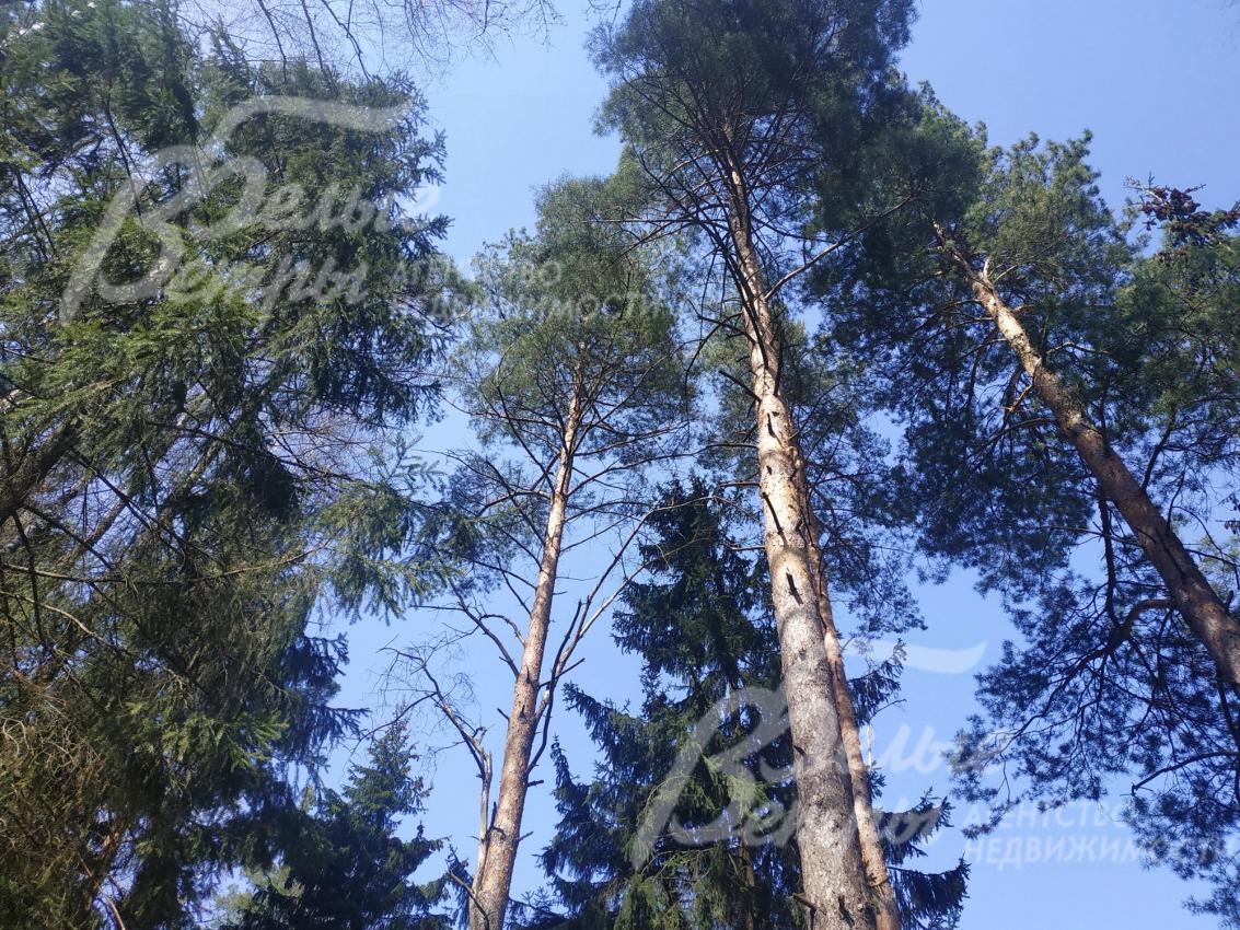 Лесной участок со взрослыми деревьями