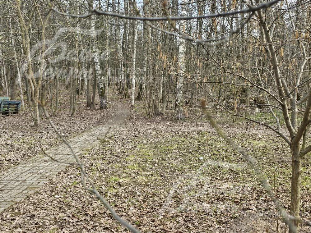 Лес с прогулочной зоной